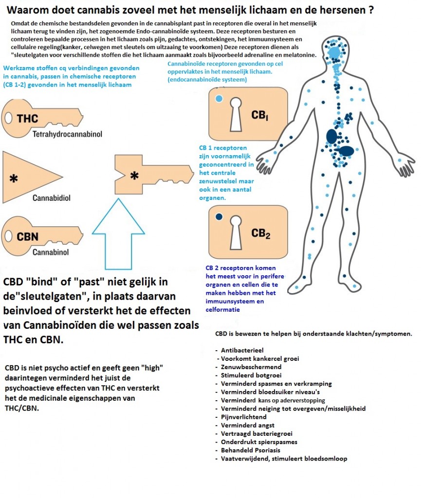 CBD en het lichaam