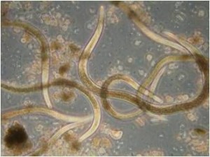 nematoden