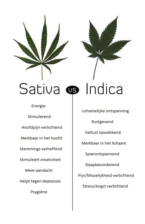 sativa vs indica nl